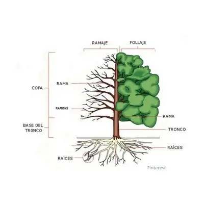 Raiz de madera, ¿por qué y cómo se forma en el árbol?